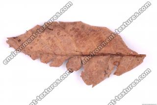 Photo Texture of Leaf 0008